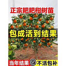 耙耙柑树苗正宗四川丑八怪粑粑柑四季种植杷杷柑树苗盆栽橘子树苗