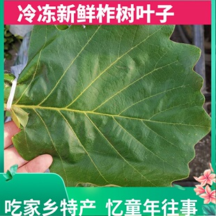 新鲜柞树叶子东北野生玻璃叶伯乐菠萝叶桲椤叶饼包粽子叶胡叶槲叶-阿里巴巴