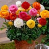 Flower hair, flower cinnamon leaves, peony breeding pot plants perennial ball root indoor and outdoor courtyard cold -resistant plant flowers seeds