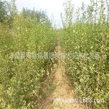 果园围墙绿篱树篱笆墙枸橘苗嫁接用枳壳小苗包无黄龙病价格