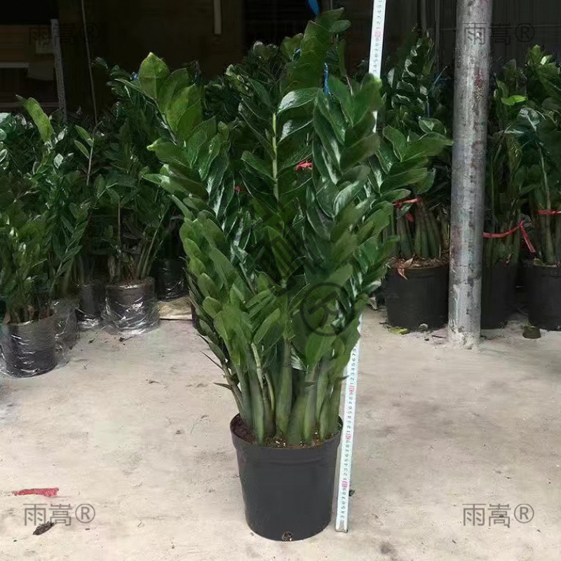 Money Tree Potted Plant, Fortune Tree, Green Plant That Purifies the Air, Indoor Green Plant for Living Room, Office, Desktop Bonsai Money Tree Potted Plant, Fortune Tree, Green Plant That Purifies the Air, Indoor Green Plant for Living Room, Office, Desktop Bonsai