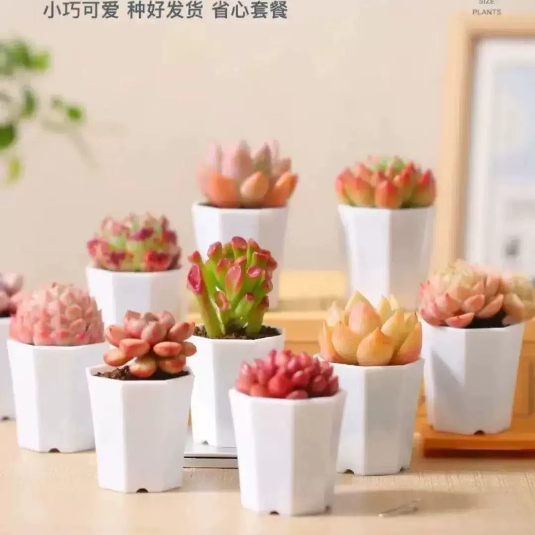 Бесплатная доставка суккулентов в горшках, зеленых растений, маленьких суккулентов в горшках, небольших подарков для детского сада, подарков для промо-мероприятий ко Дню женщин