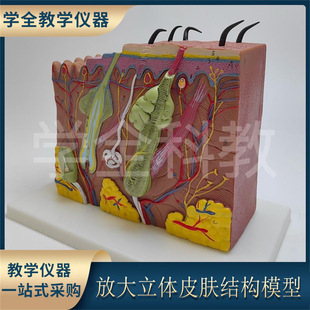 Enlarged three-dimensional skin structure model anatomy human body model tissue hierarchy medical cosmetology three-dimensional