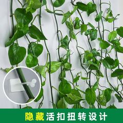 つるの緑の植栽の室内の釘なしで壁を貼ります。