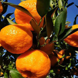 青海耙耙柑橘果树苗 木批发采购价格图片嫁接优质春见果苗