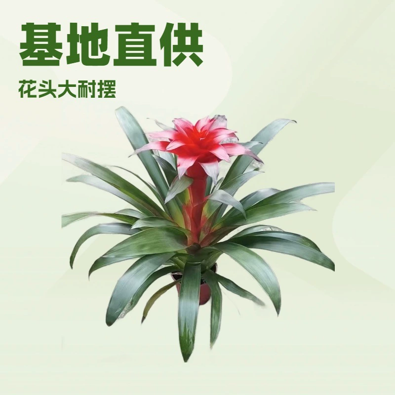 База поставляет декоративные растения семейства ананасовых, например, красную звезду с плоским головным убором, готовые растения в горшках для офисных садов, оптовые поставки комнатных цветов.