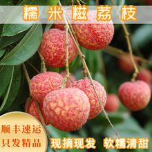 增城糯米糍荔枝当季水果产地直发非妃子笑非桂味荔枝代发顺丰空运