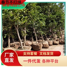 С~SSͥԺGh窚US~S