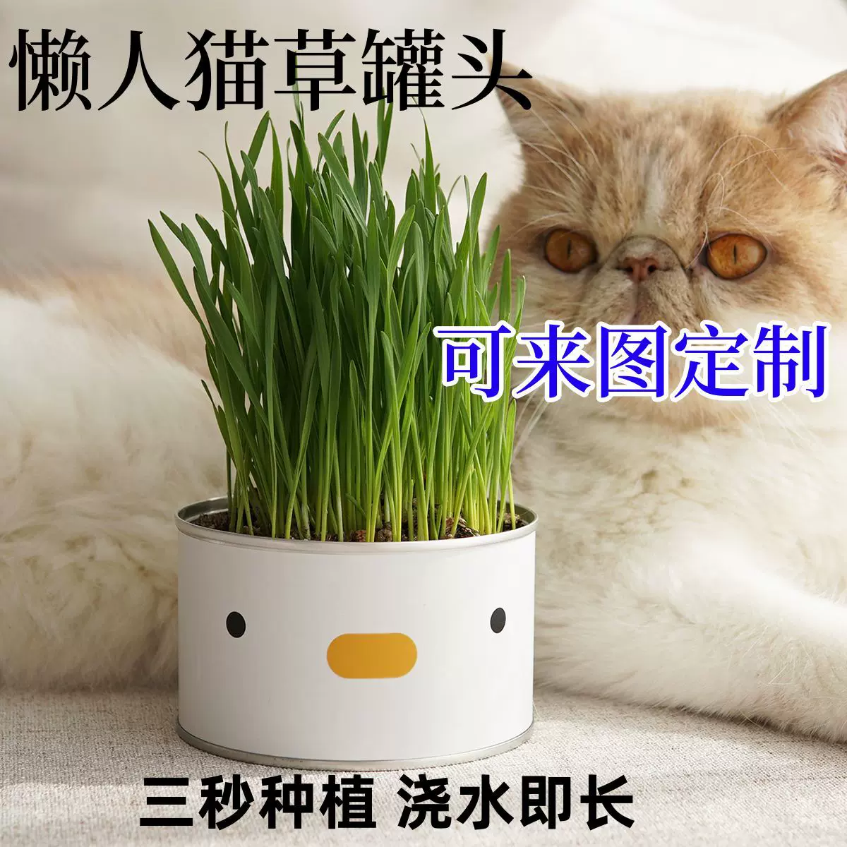 懒人泡面猫草mini罐头创新滤水设计猫草水培杯化毛草自种猫草盆栽