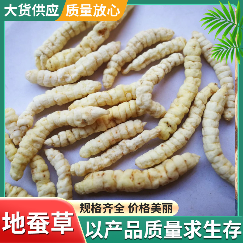 供应跑江湖地摊展销会地蚕草地蚕量大从优批发好货白虫草大货供应