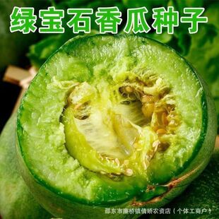 绿宝石甜瓜种子