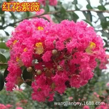 ޱNtޱ޽Ӽtޱ辰ٷNӾGN