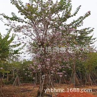 �V�|�Ռ��t�����G����׾G����ľ�е����_����ľ��·�G��У�@�G��