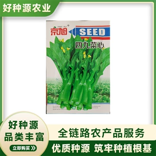 京旭 四九菜心抗热耐湿播农家种籽四季蔬菜种子大全