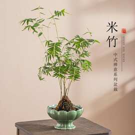 禅意米竹苔藓球花盆凤尾竹盆景庭院室内桌面绿植微盆景观赏造景盆