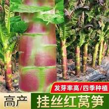 红尖叶莴笋种子耐寒抗病莴苣种子蔬菜种子耐热耐寒春秋季高产嫩脆