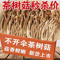 【ピュアヘビー】ティーツリーキノコ 乾物 500g 古田開かずのティーツリーキノコ 新入荷 20g 新鮮で柔らかいスープの素