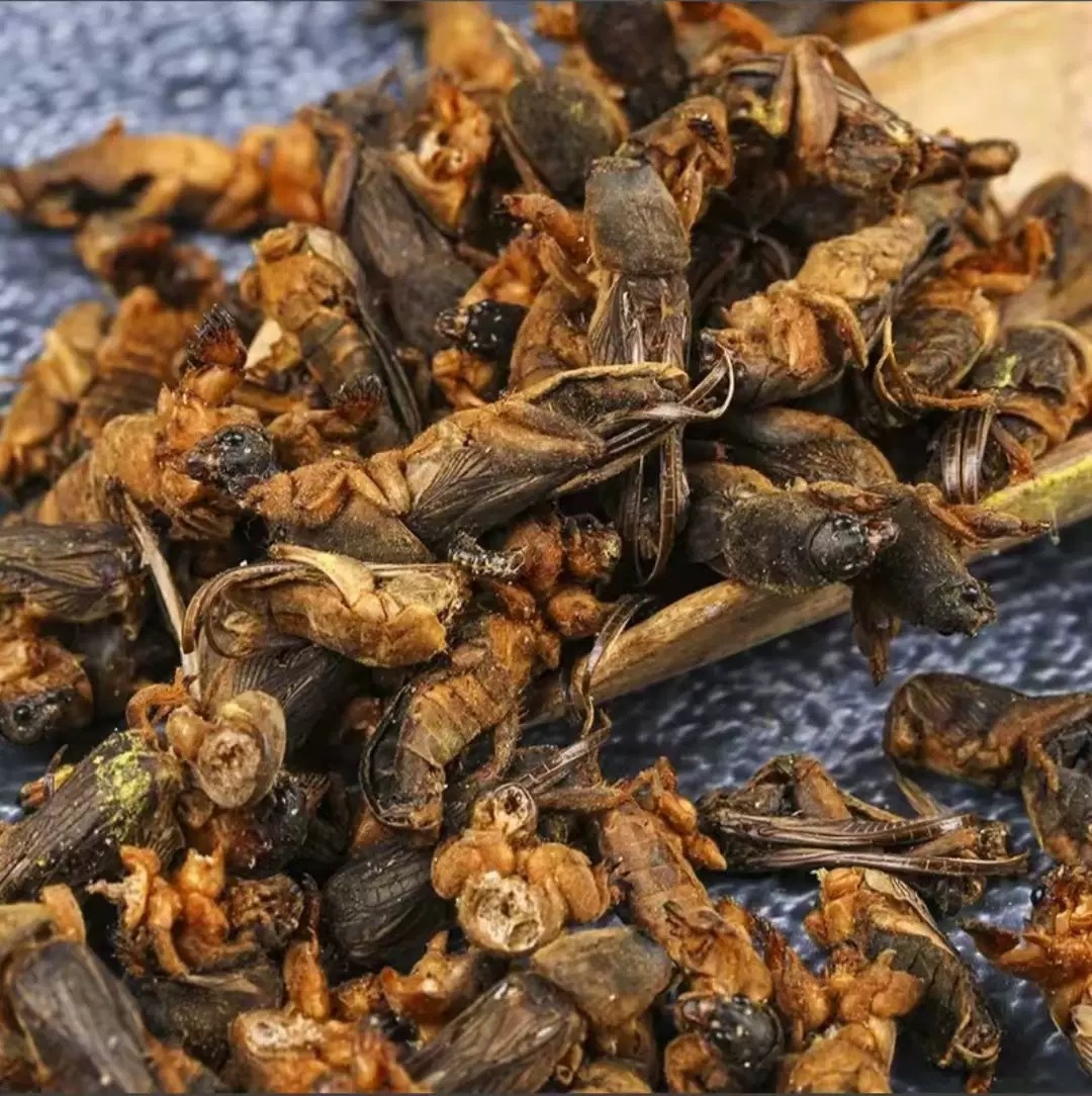 Lou Gu Dried (Gryllotalpa orientalis) — Whole Dried Mole Cricket, Traditional Herbal Material 500g quality and texture