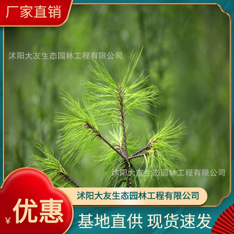 Базовые оптом пятигольные саженцы сосен собственного производства живописный ландшафт дорога садовая инженерия Зеленые саженцы