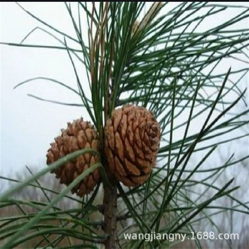Pinus koraiensis саженец Американский бразильский сосновый саженец плодоношения сосновый саженец ореховый Саженец