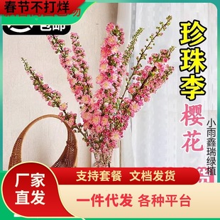 һ�����l�r���������ѩ���r֦�t÷ˮ��ֲ�ﻨ�������҃ȼ��ò廨