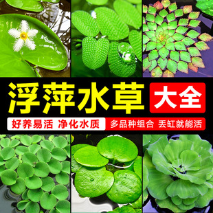 ��Ƽˮ��ֲ���~���쾰ð��ˮ��һ�~ɏˮܽ��ˮ���J˯ɏ��ˮ��ˮ��