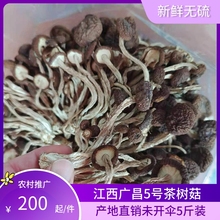 24年江西广昌茶树菇5号小帽不开伞 未开伞细杆茶树菇干货5斤散装