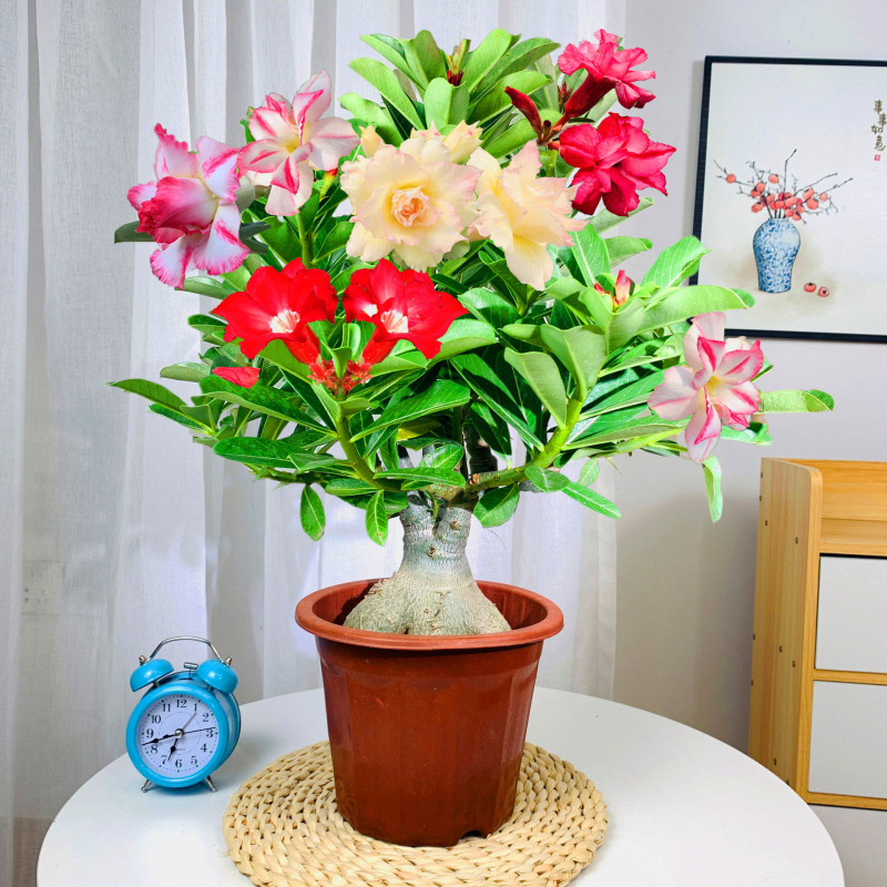 8년 - 꽃봉오리가 있는 사막 [원래 플라스틱 포함]