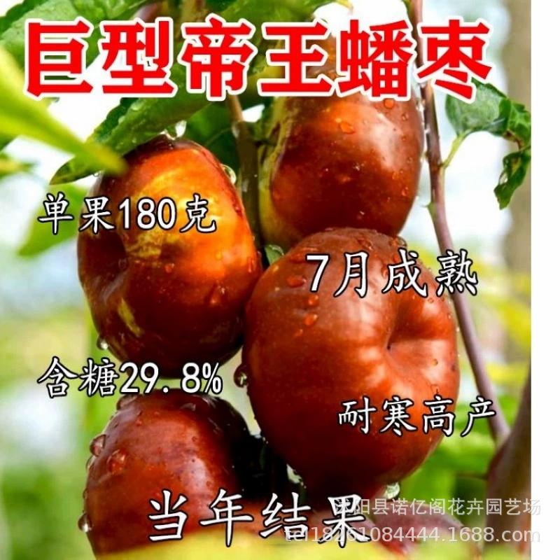 Новый сорт живых саженцев зизифуса, очень большие саженцы императорского зизифуса, саженцы фруктовых деревьев, посаженные в любое время года на севере и юге, плодоносящие в том же году.