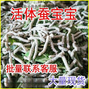 �Q�������w��z��ɫ�����Q�W���B�Q���b�s���Q���g�g�Q����