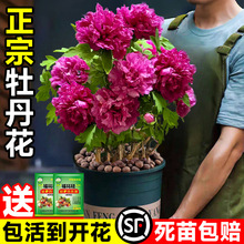 正宗洛阳牡丹花树苗盆栽带花苞名贵鲜花老桩花卉绿植四季好养菏泽