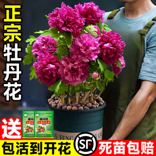 �������ĵ�����������Ԏ��������F�r���Ϙ����ܾGֲ�ļ����B�ʝ�