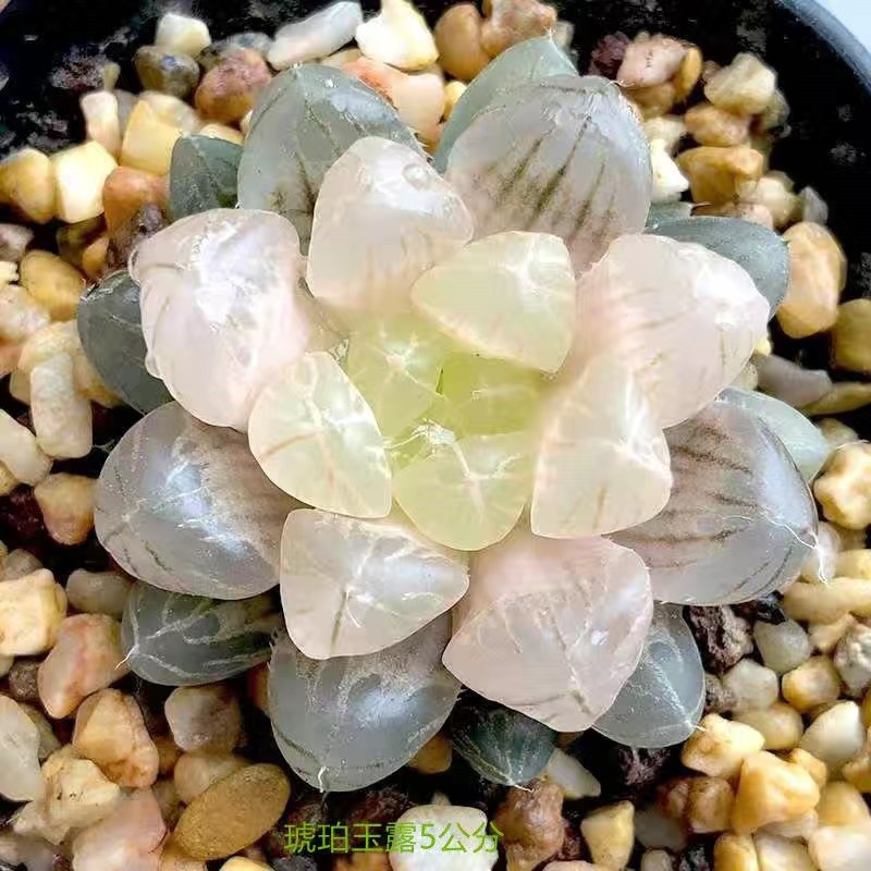 앰버 제이드 듀