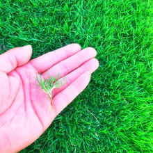 草坪草籽种子四季常青免修剪护坡固土黑麦草地毯草皮种籽绿化耐寒