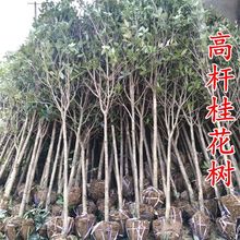 桂花树苗大树高分支庭院别墅黄花金桂红花丹桂八月桂大型耐寒绿植