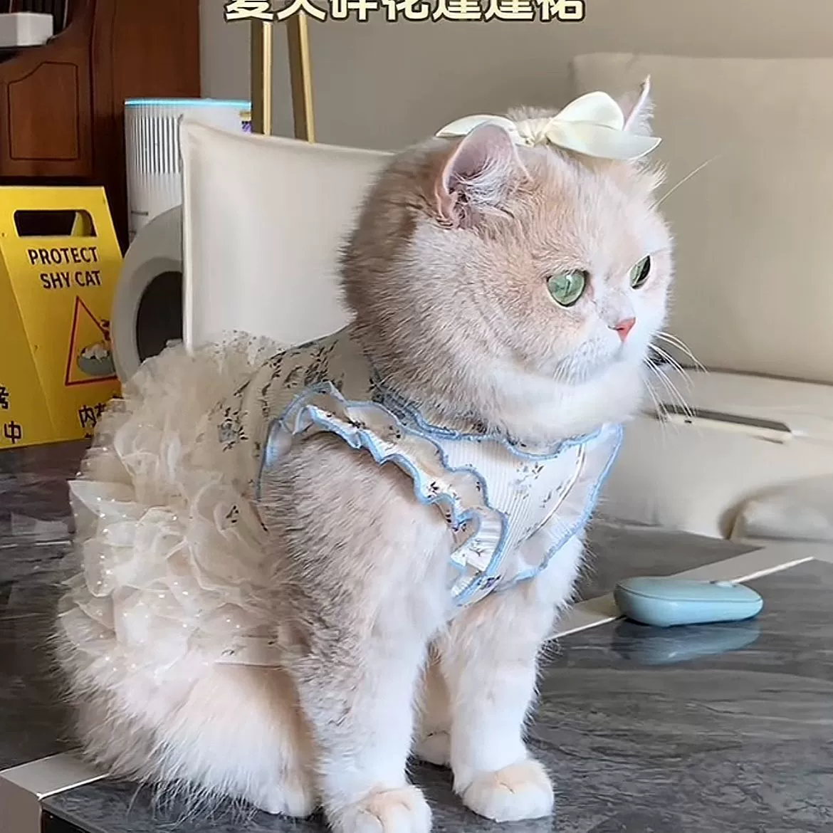 Новое летнее платье принцессы для домашних животных интернет-знаменитостей, одежда для кошек, балетная юбка-пачка с цветочным принтом и золотым градиентом для кошек