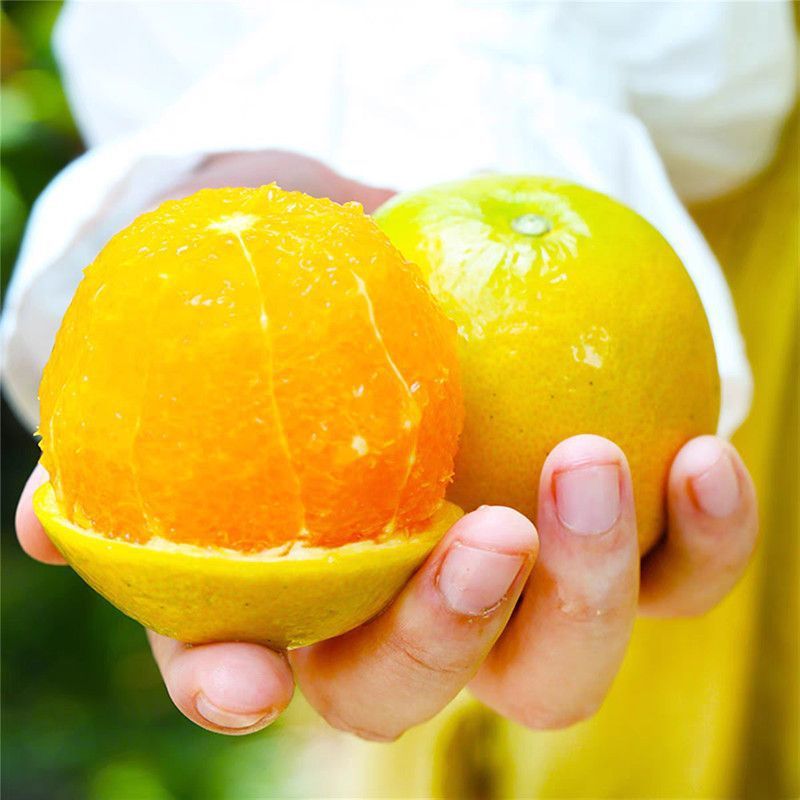 送料無料 広西夏オレンジ 桂林新鮮オレンジ 甘酸っぱいジューシーな季節の妊婦向けフルーツ ノンウォーガン氷砂糖オレンジ ブラッドオレンジ|undefined