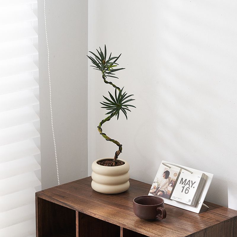 Plántulas de pino Podocarpus de estilo nórdico, forma de pino de bienvenida, planta verde de escritorio, sala de estar interior, planta de paisajismo, planta en maceta que absorbe formaldehído image 4