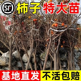 �ش�������Ә����޽Ә����Ϸ������ļ��Nֲ���Ե���ͥԺ����