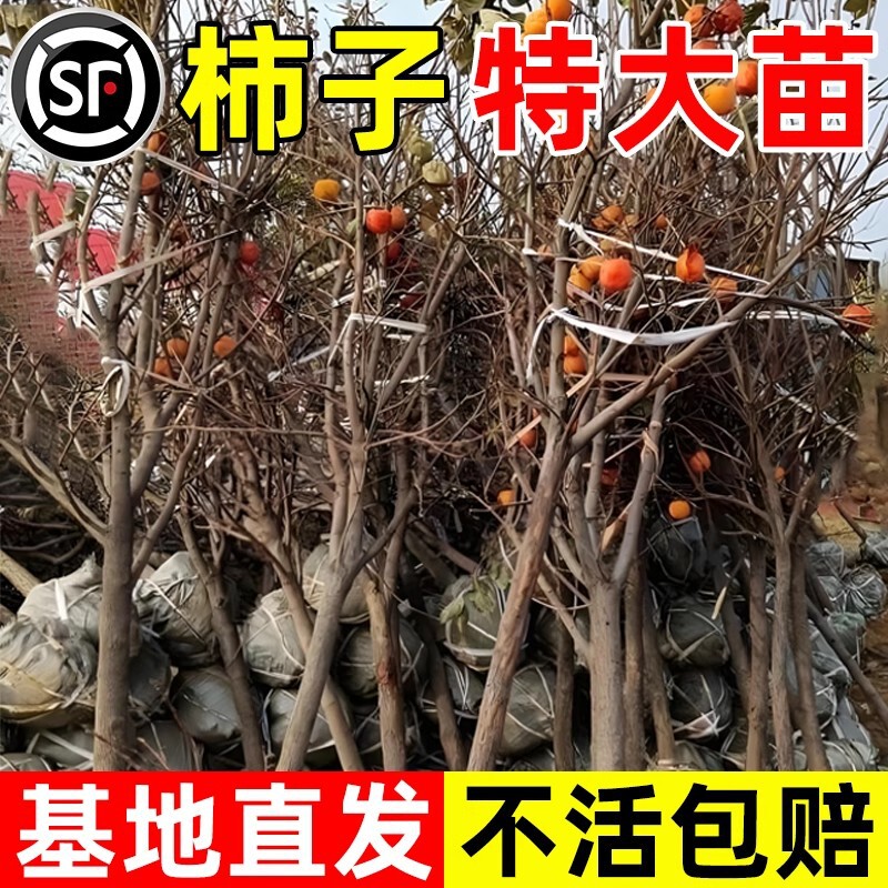 Extra-Large Crispy Sweet Persimmon Tree Seedlings Grafted Saplings for Planting in Pots or Ground in All Seasons in Both Southern and Northern Regions, Suitable for Courtyard Fruit Trees