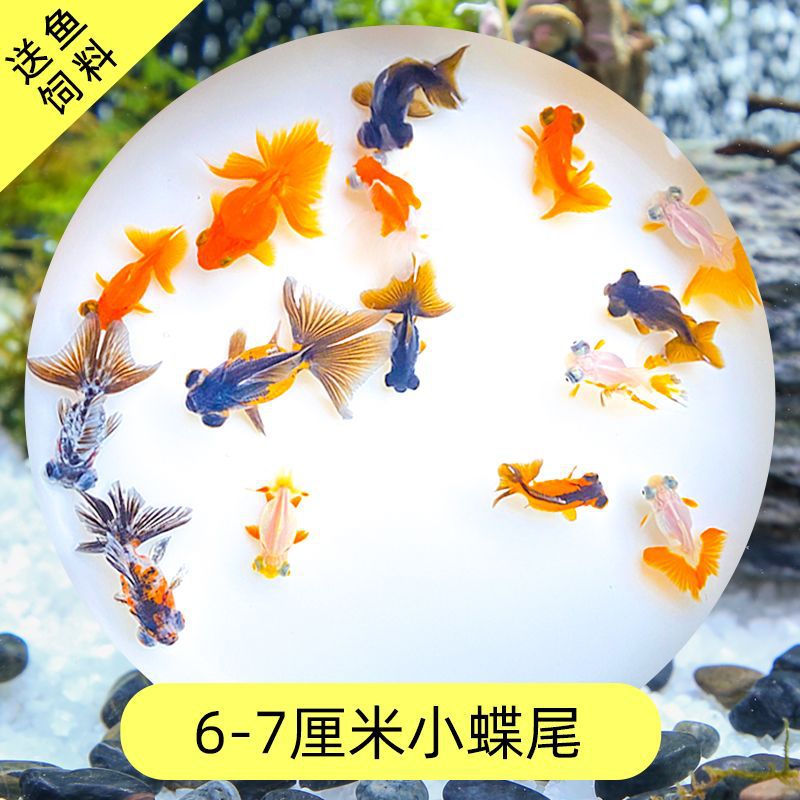 Read the galloping taboo 彂鍏 娲 娲 board