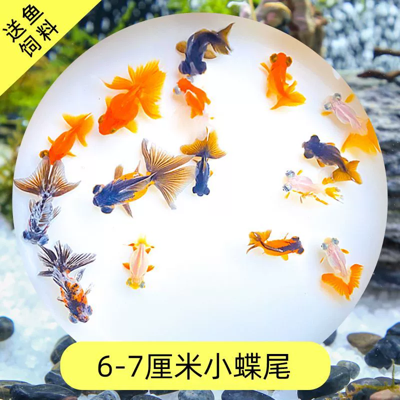 Read the galloping taboo 彂鍏 娲 娲 board
