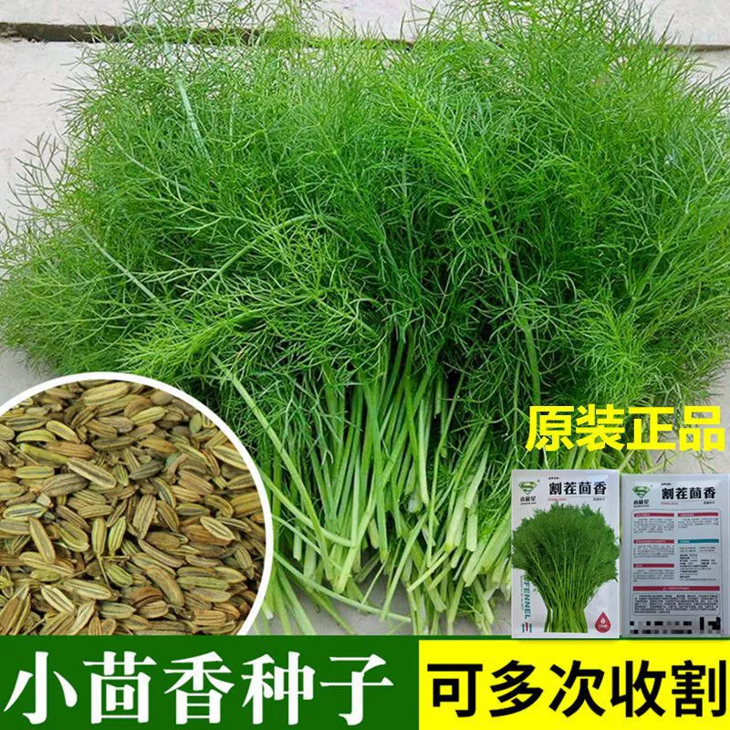 Stubble резки Семян Фенхеля семена фенхеля четыре сезона овощи семена весна лето осень овощи семена фермерский дом