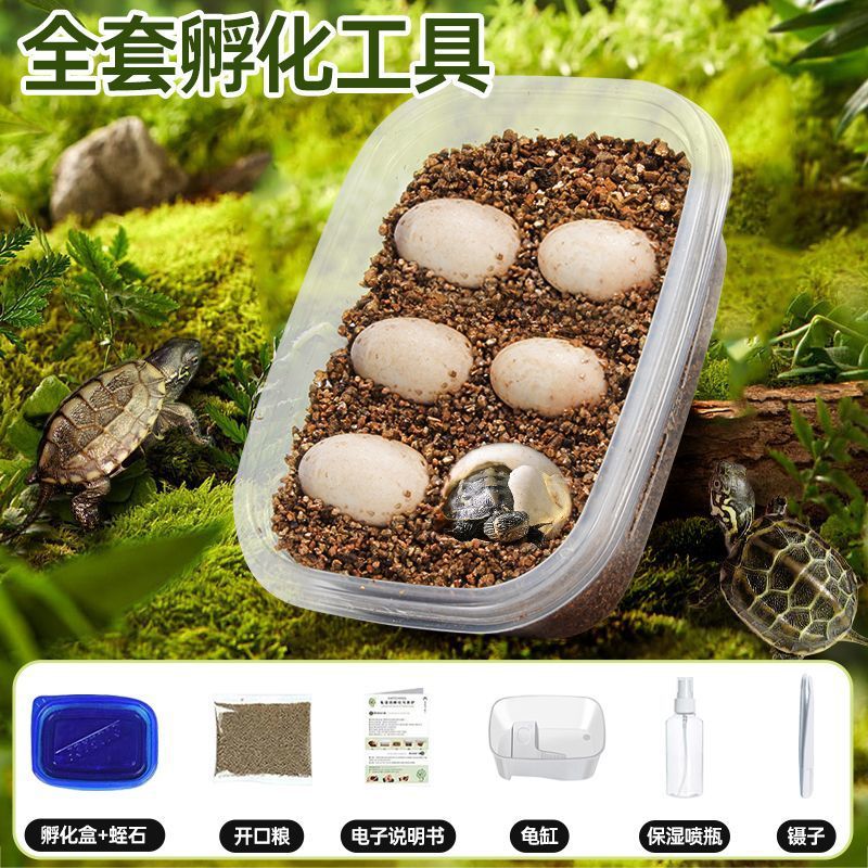 [거북알 6개 + 거북이 사육탱크] 무료 부화장비 교육