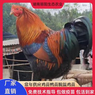 �S��ֱ�u���h��2���u���t���u��u���\ݔ�p�İ��r�Bֳ���gָ��1