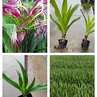 Manjulan Safflower Manjulan Zhongshan Aquatic Green Plant Flower Base Wholesale