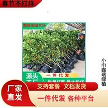 ɳ�ǽ��Ә�����������Ә����ɰ���ټt���ː��¹��������ļ�ͥԺ