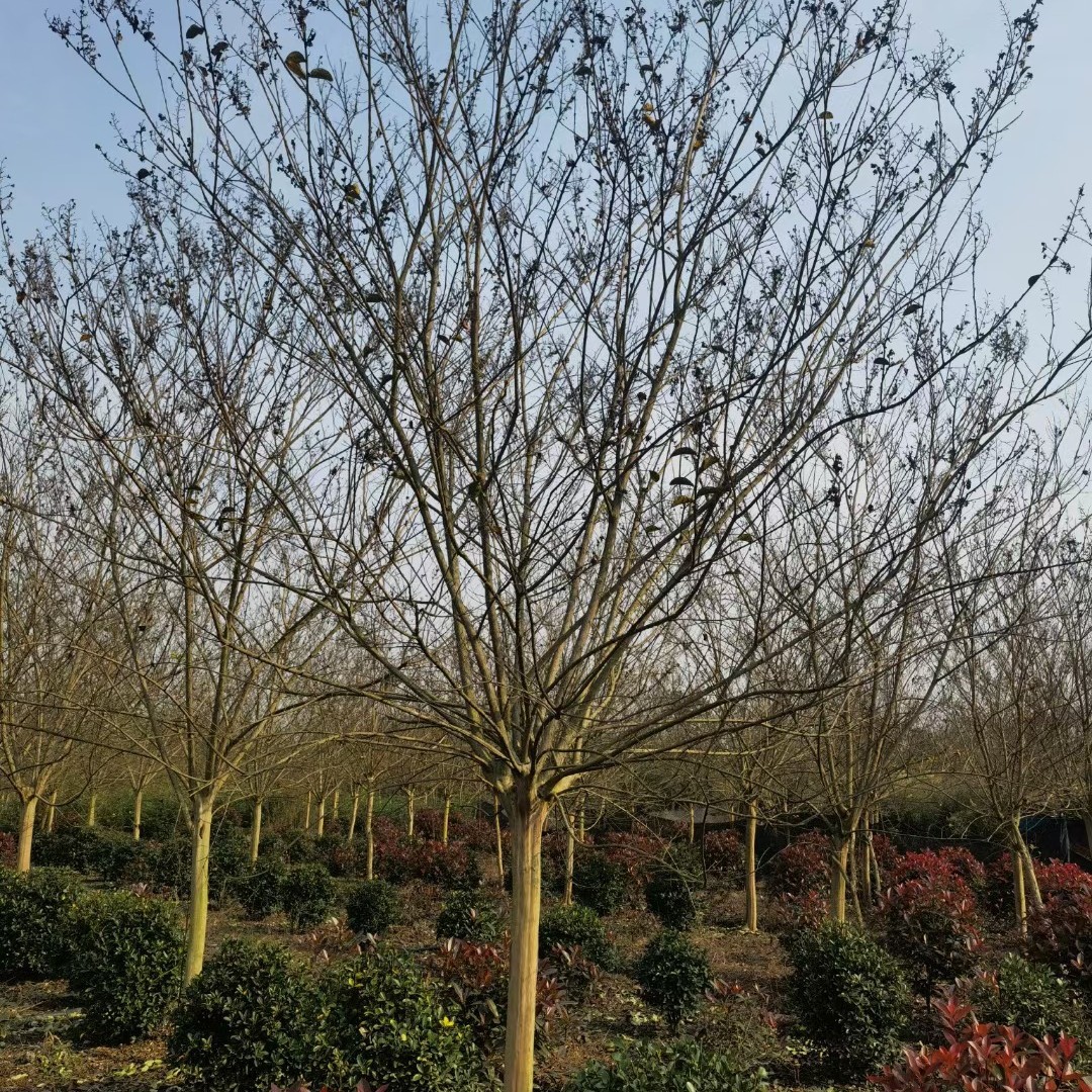 四川贵州重庆晚樱5公分晚樱6公分晚樱8公分晚樱10公分