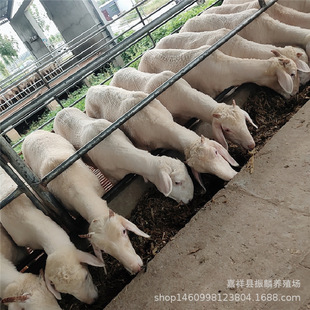 Сβ�����^̥����ĸ��Сβ��N�����������傀�����wС�������l