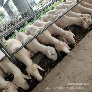 小尾寒羊头胎怀孕母羊小尾羊种公羊活羊羊羔五个月幼体小羊苗批发